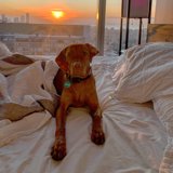 Sunset Snuggle Sessions