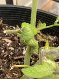 Crawling on Foliage