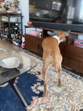 Furry friend watching TV