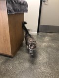 At Home with a Feline Friend