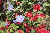 Burst of Color