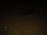 Lone Pig in the Night
