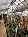 Into the Greenhouse Jungle