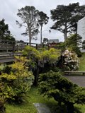 Tranquil bridge in a lush garden