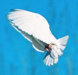 Soaring Serenity
