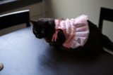 Isabella the Ballerina