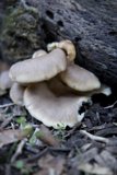 Nature's Hidden Gems