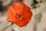 Vibrant Bloom