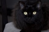 The Elegant Black Cat