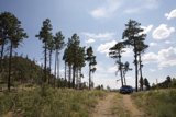 Blue Truck Adventuring through the Fir Wilderness