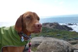 The Hound in Green