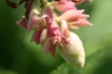 Geranium Bud Up Close