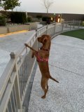 Canine on the Rails