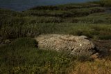 Solitary Sentinel of the Field