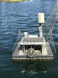 Turtle on a Boat in the Water