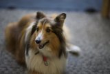 The Beloved Collie