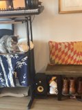 The Feline Musician