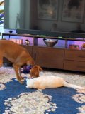 Animal Friends