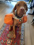 Pooch on a Mission