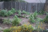 A Tranquil Backyard Garden