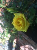 Sunny Rose