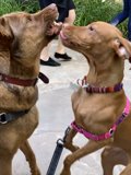 Canine Playdate in West Hollywood
