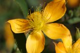 Sunlit Yellow Lily