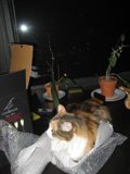 Feline Comforts