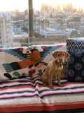 Cozy Pup on a Couch