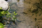 Serenity in the Stream