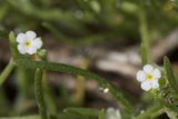Delicate Blooms