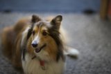 Loyal Collie Companion