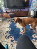 Canine Comfort in the Living Room