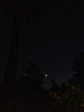 Moonlit Palm Tree