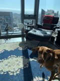 City Pooch Takes in the View