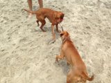 Playtime at the Shoreline