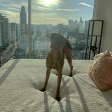 Urban Vizsla