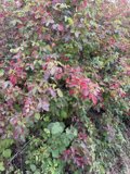 Nature's Palette in Cambria