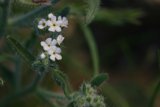Delicate Geranium Blossom