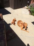 Peaceful Pups on the Flagstone Patio