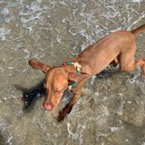 Splashing around at Huntington Dog Beach