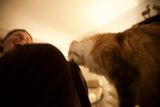 Feline Affection