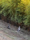 Kangaroos in the Wild