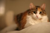 The Sleepy Calico