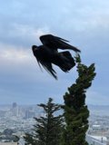 Urban Bird's Eye View