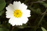 White Daisy in Green Foliage