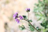 The Elegant Geranium Flower