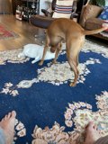 Playtime in the Living Room