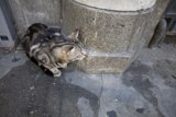 Feline Serenity on a Flagstone Path