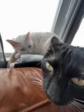 Feline Focus